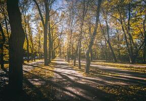 folha outono dentro a cidade parque dentro dourado outono. panorama com bordos e de outros árvores em uma ensolarado dia. vintage filme estética. foto