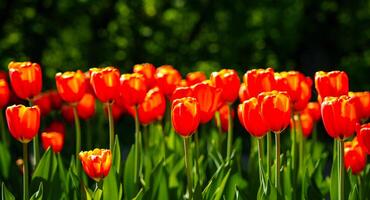 vermelho tulipas aceso de luz solar em uma flor cama. paisagismo. foto