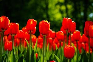 vermelho tulipas aceso de luz solar em uma flor cama. paisagismo. foto