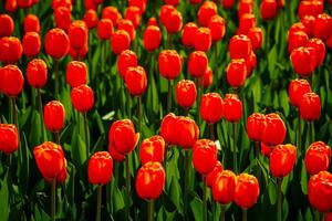 vermelho tulipas aceso de luz solar em uma flor cama. paisagismo. foto