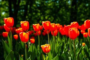 vermelho tulipas aceso de luz solar em uma flor cama. paisagismo. foto