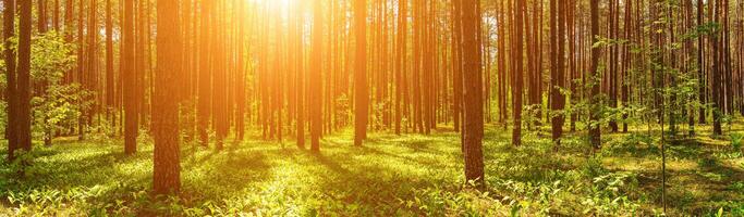 panorama do uma pôr do sol ou alvorecer dentro uma pinho floresta com lírios do a vale florescendo em a chão. foto