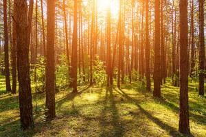 pôr do sol ou alvorecer dentro uma pinho floresta dentro Primavera ou cedo verão. foto