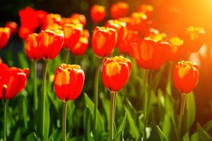 vermelho tulipas aceso de luz solar em uma flor cama. paisagismo. foto