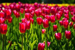 roxa tulipas aceso de luz solar em uma flor cama. paisagismo. foto