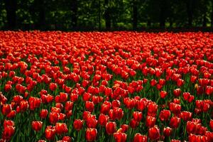 vermelho tulipas aceso de luz solar em uma flor cama. paisagismo. foto