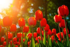 vermelho tulipas aceso de luz solar em uma flor cama. paisagismo. foto