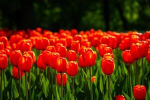 vermelho tulipas aceso de luz solar em uma flor cama. paisagismo. foto