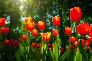 vermelho tulipas aceso de luz solar em uma flor cama. paisagismo. foto