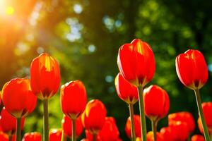 vermelho tulipas aceso de luz solar em uma flor cama. paisagismo. foto