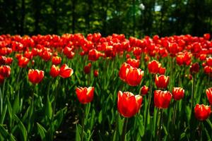 vermelho tulipas aceso de luz solar em uma flor cama. paisagismo. foto