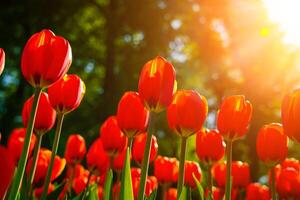 vermelho tulipas aceso de luz solar em uma flor cama. paisagismo. foto