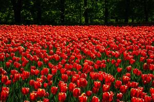 vermelho tulipas aceso de luz solar em uma flor cama. paisagismo. foto