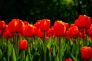 vermelho tulipas aceso de luz solar em uma flor cama. paisagismo. foto