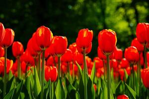 vermelho tulipas aceso de luz solar em uma flor cama. paisagismo. foto