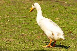 indiano corrida Pato é em te mover foto