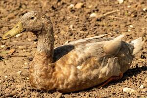 a Pato é dormindo foto