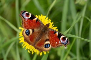 borboleta aglais em amarelo dente de leão flor foto