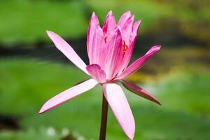 fechar acima Visão do casal do Rosa nenúfar dentro flor flutuando em a lago foto