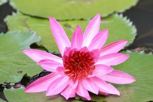 fechar acima Visão do casal do Rosa nenúfar dentro flor flutuando em a lago foto