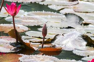 fechar acima Visão do casal do vermelho nenúfar dentro flor flutuando em a lago foto