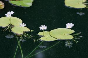 fechar acima Visão do casal do branco nenúfar dentro flor flutuando em a lago foto