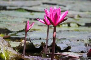 fechar acima Visão do casal do Rosa nenúfar dentro flor flutuando em a lago foto