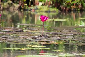 fechar acima Visão do casal do Rosa nenúfar dentro flor flutuando em a lago foto