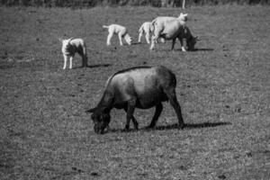 a Vila do nes em Ameland ilha dentro a Países Baixos foto