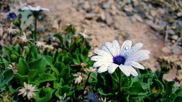 a flor branca foto