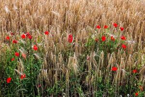 lindas flores de papoula vermelhas papaver rhoeas em um campo de trigo dourado movendo-se ao vento foto