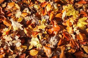 lindas folhas de outono coloridas no chão para planos de fundo ou texturas foto