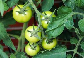 conceito de agricultura. alguns grandes tomates verdes em um arbusto crescendo na parede de uma casa. foto