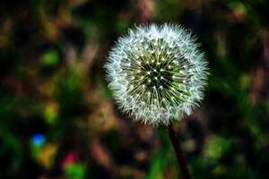 comum dente de leão taraxacum oficinale dentro uma Prado contra uma Sombrio fundo foto