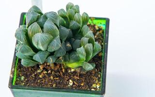 Haworthia cooper var. obtusa plantar suculento dentro Panela. verde pequeno flor em branco fundo. foto