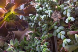 uma conjunto do diferente suculentos Haworthia e aloés, crassula e sede, echeveria, crassula e kalanchoe. crescer uma casa flor. floricultura. cacto casa verde suculento. flores fundo. foto