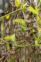 flores aristolochia manchúria. liana broto plantar. botânica é a ameaçadas de extinção espécies. foto