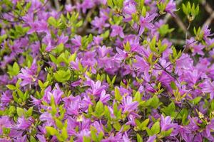 roxa azálea flores rododendro diamantado Himmelblau. brotos em uma arbusto. foto