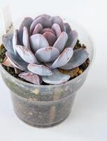 echeveria empoeirado rosa plantar suculento dentro Panela. verde pequeno flor em branco fundo. foto