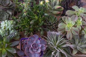 uma conjunto do diferente suculentos Haworthia e aloés, crassula e sede, echeveria, crassula e kalanchoe. crescer uma casa flor. floricultura. cacto casa verde suculento. flores fundo. foto