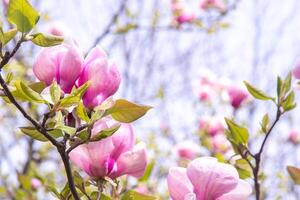 Rosa magnólia flores flor broto em uma árvore ramo dentro a jardim. foto