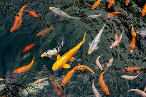 lagoa com carpas topo visualizar. muitos colorida peixe do diferente tamanhos nadar dentro a lago. escola do peixe dentro a lago. chique carpa foto