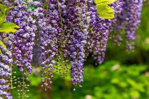 florescendo roxa glicínias plantar dentro uma japonês jardim foto