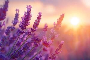 tranquilo pôr do sol configuração sobre uma pitoresco francês lavanda flores campo com dourado luz foto