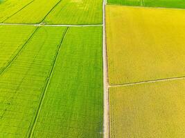 aéreo Visão do verde e amarelo arroz Campos. sustentável agricultura com carbono neutralidade e natural padrões. sustentável arroz agricultura. sustentável agricultura e neutro em carbono agricultura. foto