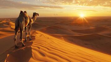camelos dentro a sahara deserto, Marrocos, África. foto