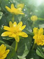 uma ampla amarelo ficaria flor com luz solar e bokeh. lindo Primavera fundo foto