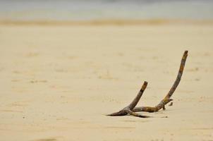 filial em uma praia vazia foto