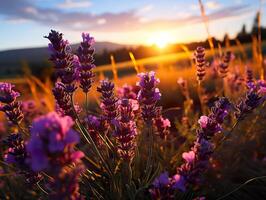 ai gerado lavanda flores em embaçado pôr do sol fundo, generativo ai foto