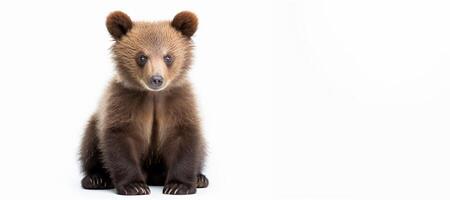 ai gerado viver Castanho Urso filhote em uma branco fundo generativo ai foto